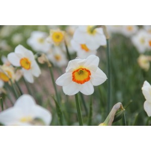 Narcissus 'Trident'