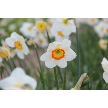 Narcissus 'Trident'