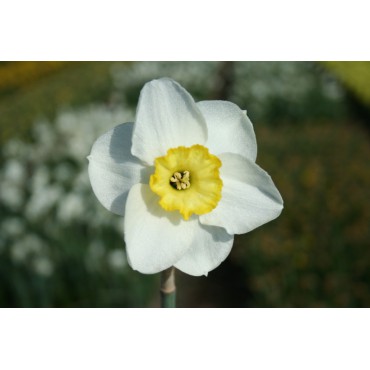 Narcissus 'Woodland Prince'