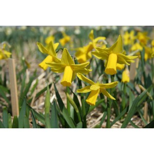 Narcissus 'Suzie Dee'