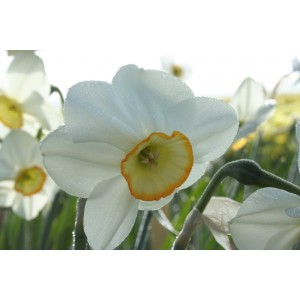 Narcissus 'Rim Ride'