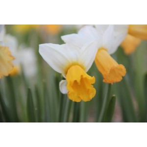 Narcissus 'Winter Waltz'