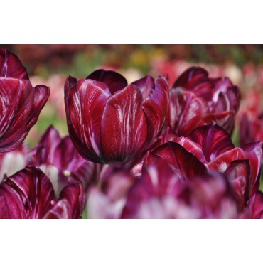 Tulipa 'Inner Wheel'