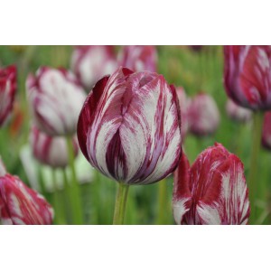 Tulipa 'Inner Wheel'