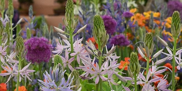 The spring flowering bulbs are available to order
